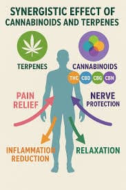 Synergistic Effect of Cannabinoids and Terpenes - Full Spectrum Cannabis Extract